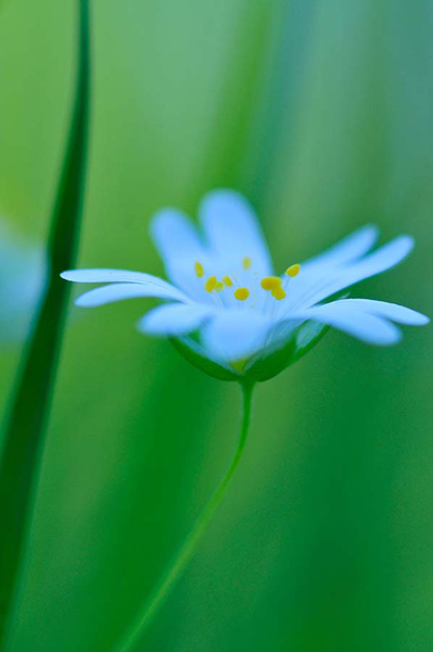 Gras-Sternmiere, Deutschland 2011.